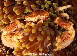 Porcelain crab tucked into an anemone, Komodo, Indonesia by Michael Gallagher 